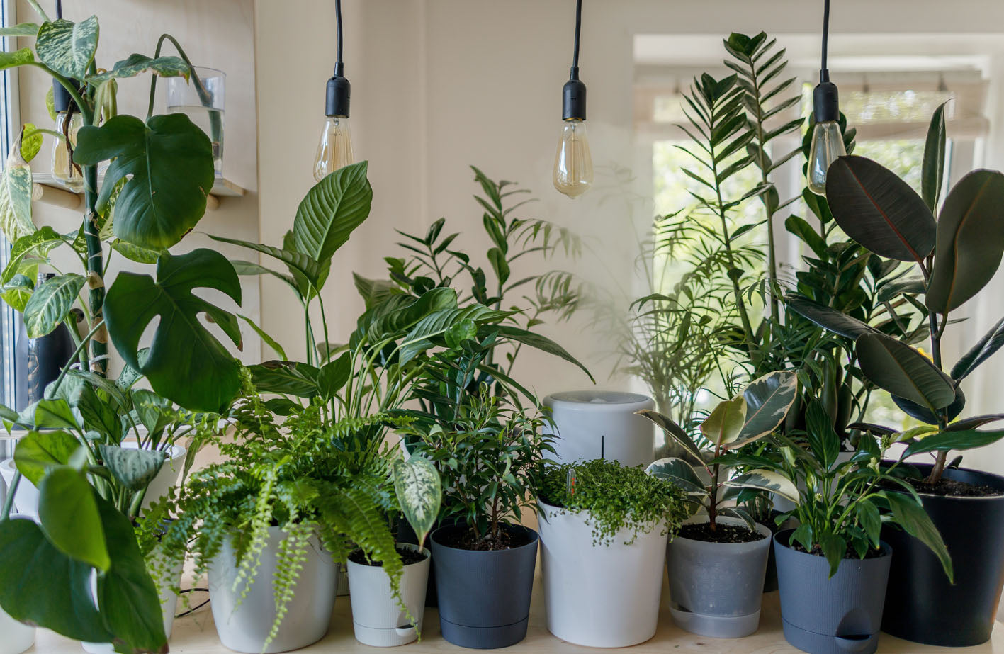 5 PFLANZEN, DIE KAUM ZU TTEN SIND - The Portuguese Shop